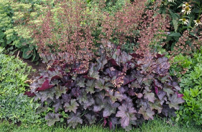 Plant photo of: Heuchera 'Chocolate Veil'