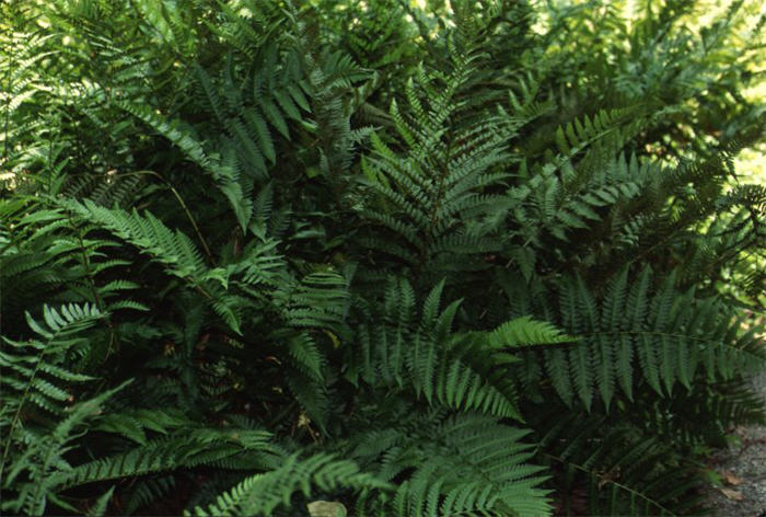 Plant photo of: Dryopteris ludovisciana