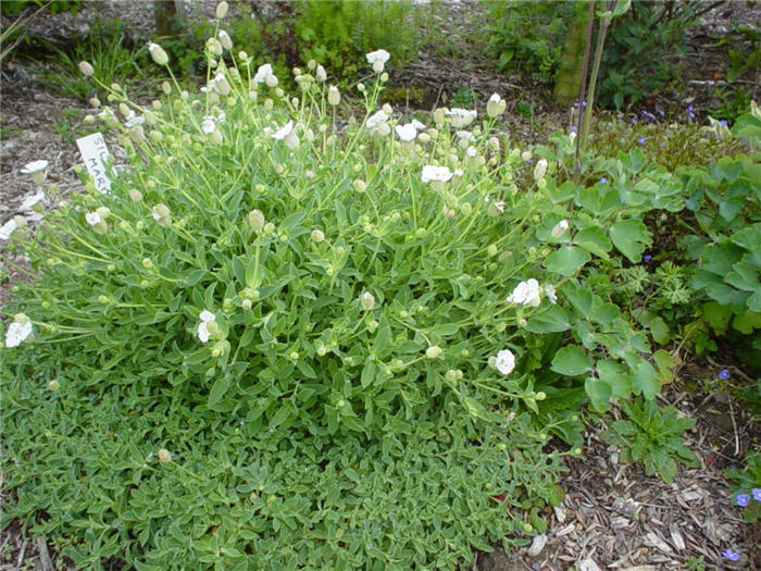 Plant photo of: Silene uniflora