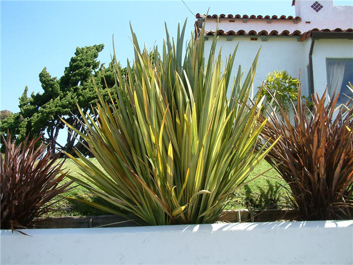 Plant photo of: Phormium tenax 'Variegatum'