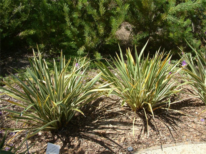 Plant photo of: Phormium tenax 'Variegatum'