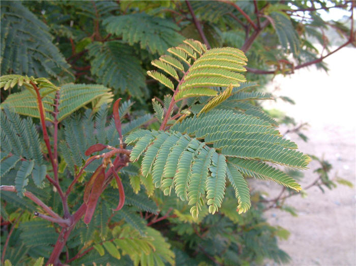 Plant photo of: Albizia distachya