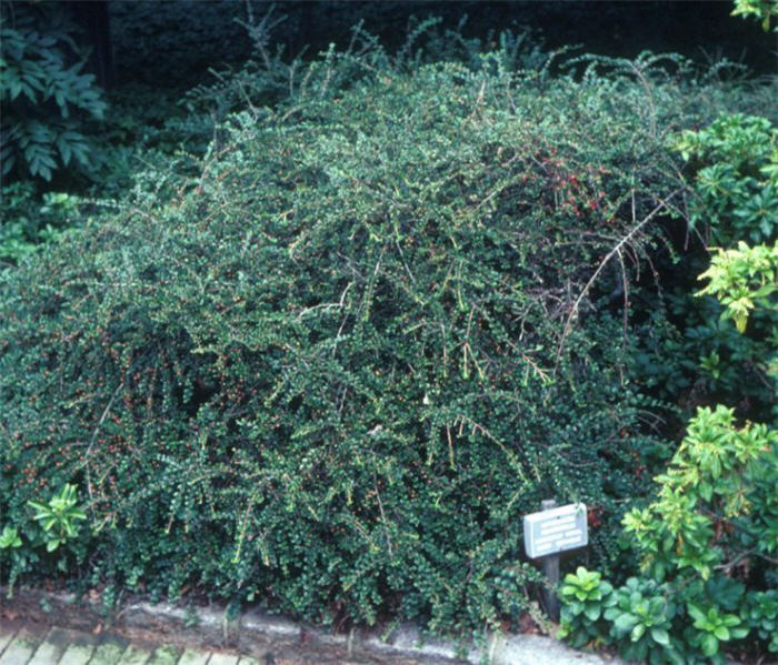 Plant photo of: Cotoneaster horizontalis