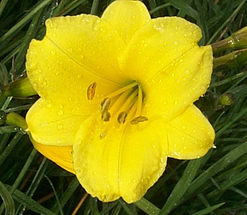 Bitsy Yellow Daylily