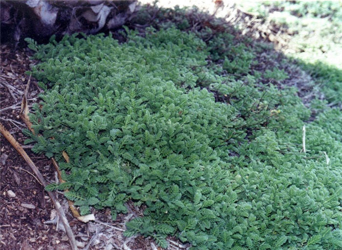 Plant photo of: Cryptomeria japonica 'Sekkans Sugi'