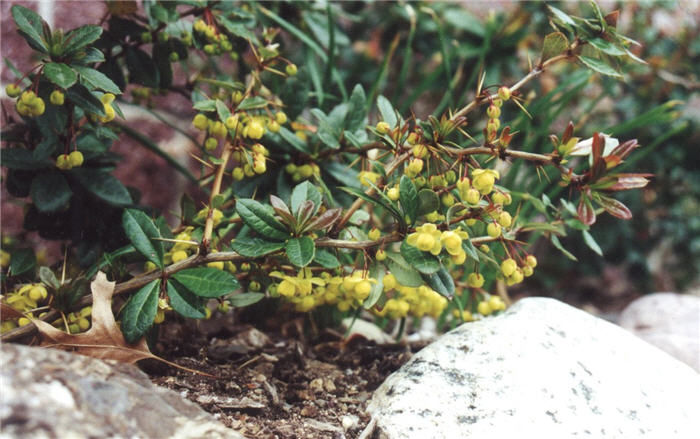 Gold Barberry