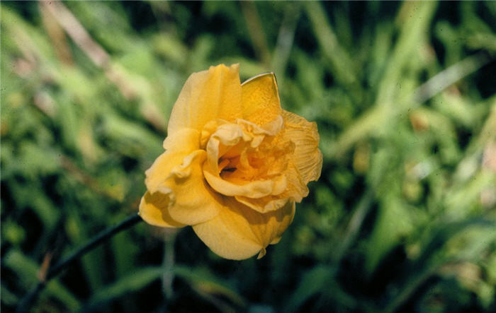 Plant photo of: Hemerocallis 'Pojo'