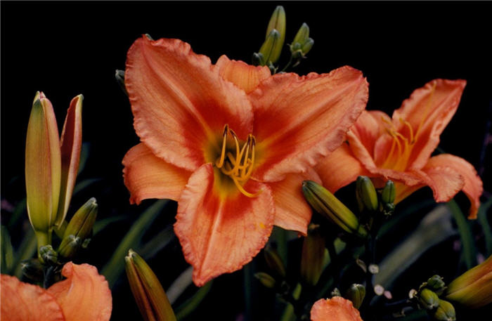 Plant photo of: Hemerocallis 'Lee Bea Orange Crush'