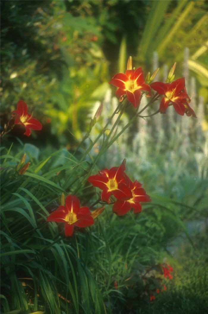 Plant photo of: Hemerocallis 'Rojo Alto'