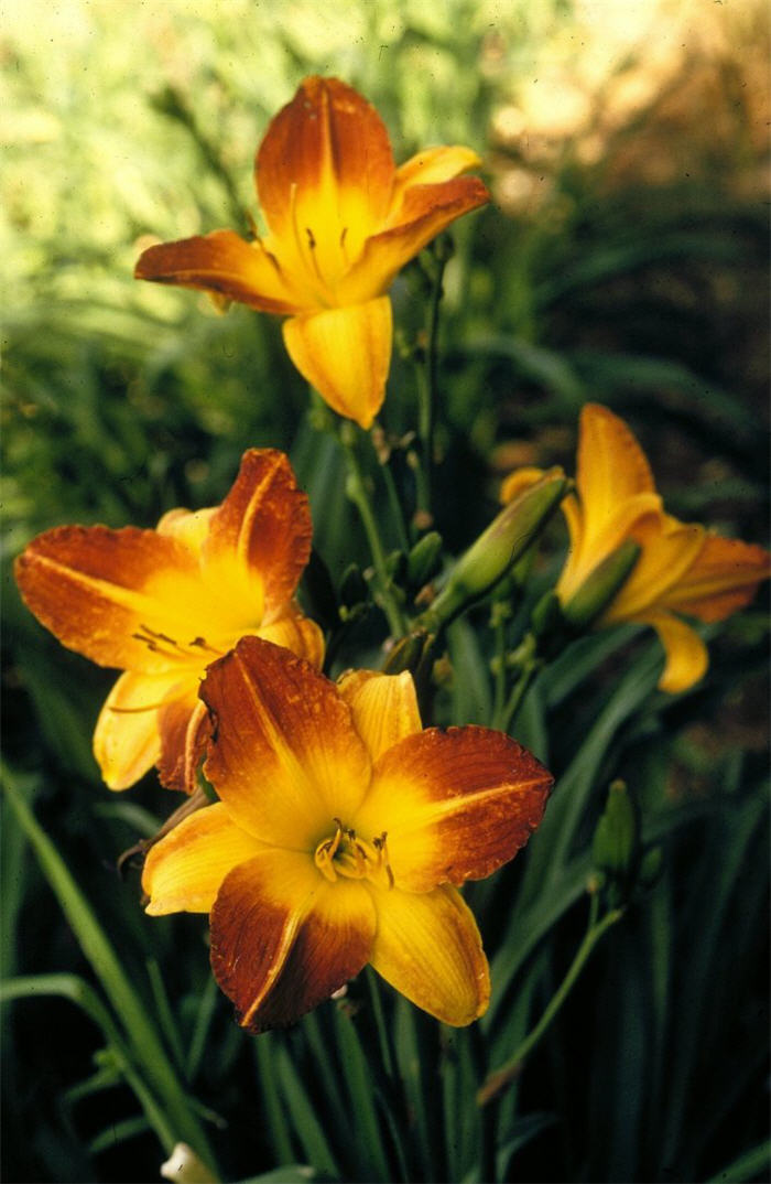 Sue Booth Daylily