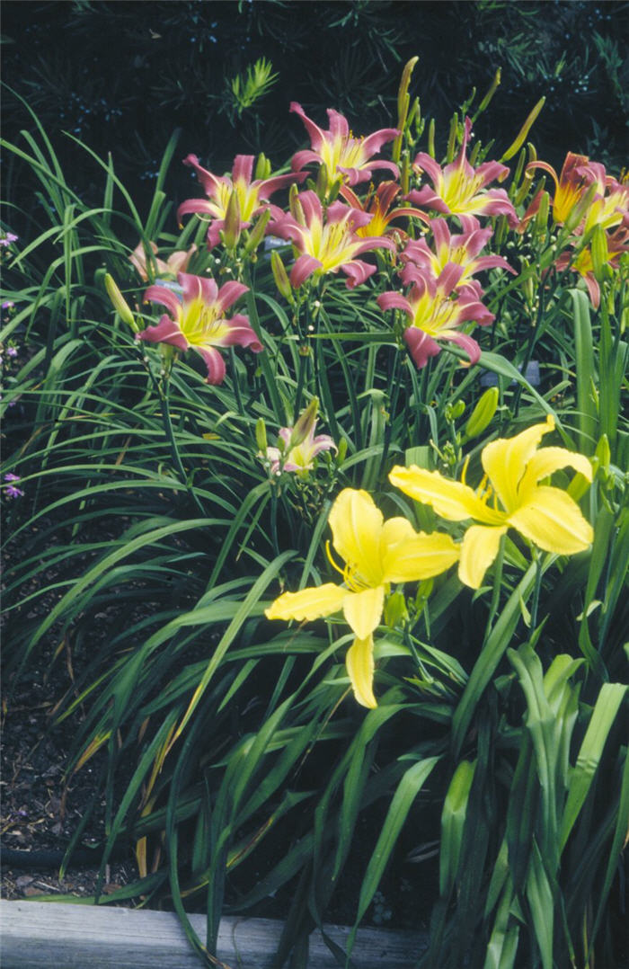 Marse Connell Daylily