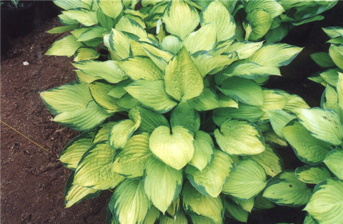Plant photo of: Hosta 'Gold Standard'
