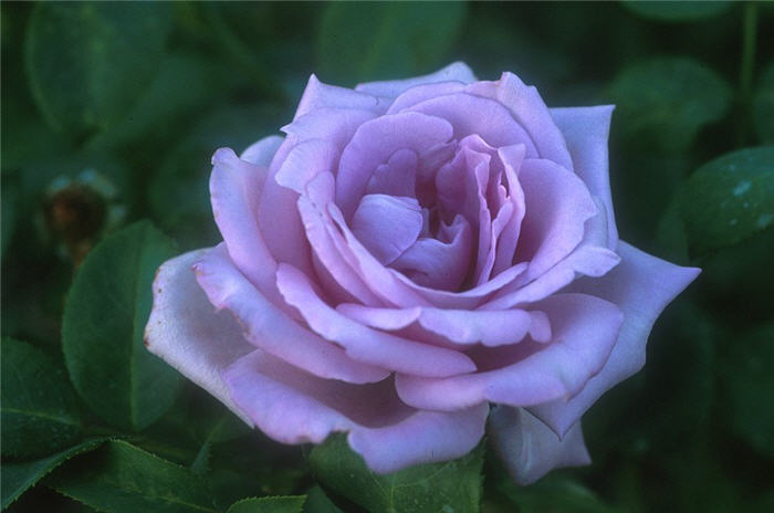 Blue Moon Hybrid Tea Rose