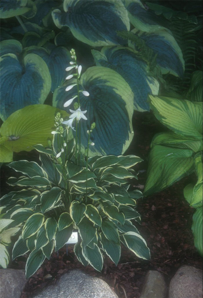 Plant photo of: Hosta 'Carrie Ann'