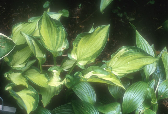Plant photo of: Hosta 'Dylan's Dilly'