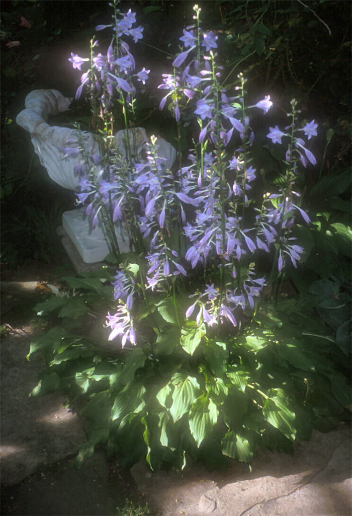 Plant photo of: Hosta 'Glockenspiel'