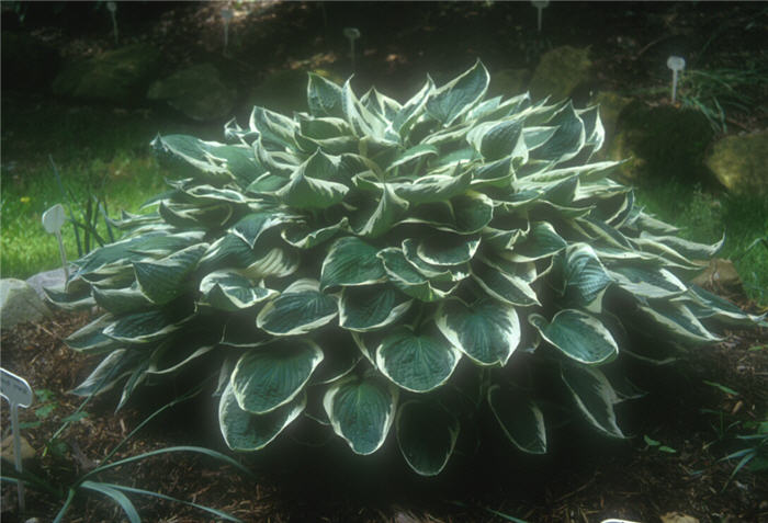 Plant photo of: Hosta assorted varieties
