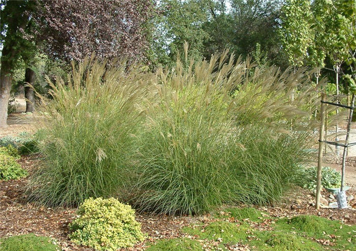 Adagio Eulalia Grass