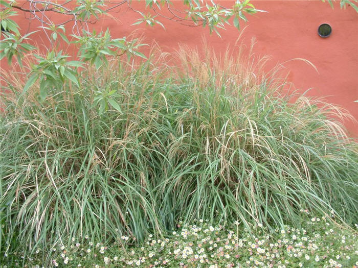 Plant photo of: Miscanthus sinensis 'Adagio'