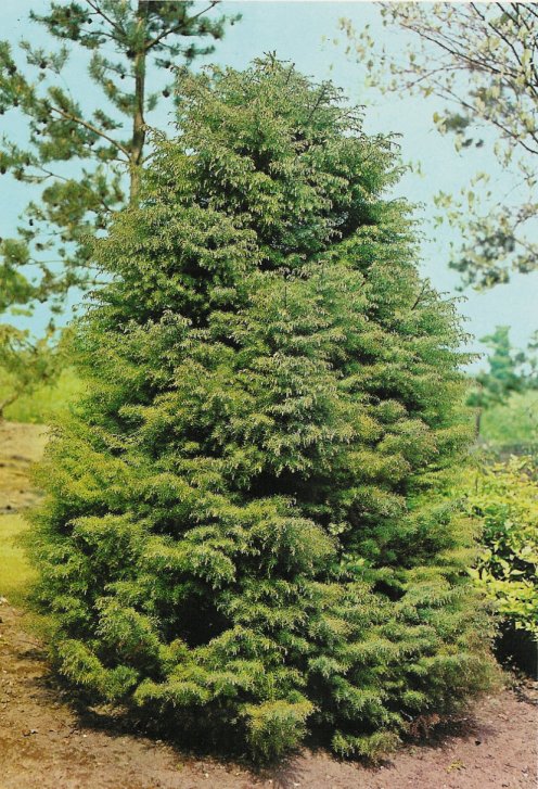 Plume Cedar, Japanese Cedar