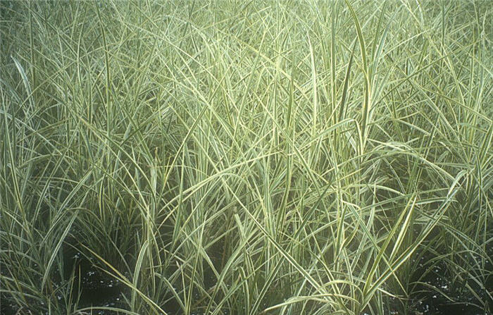 Dilberteil Eulalia Grass