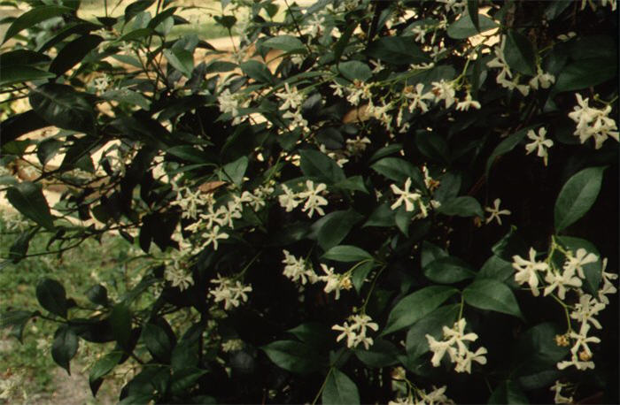 Plant photo of: Lonicera japonica chinensis