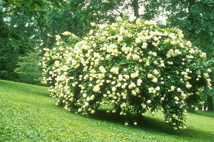 Snowhill or Smooth Hydrangea