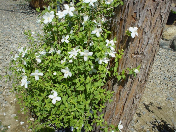 Plant photo of: Philadelphus 'Virginal'