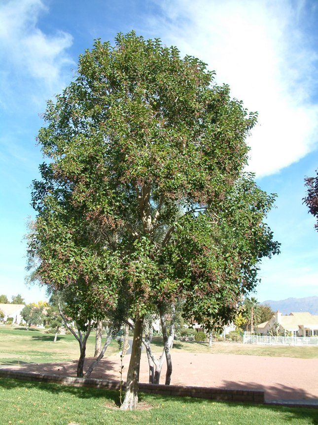 Glossy Privet, White Wax Tree