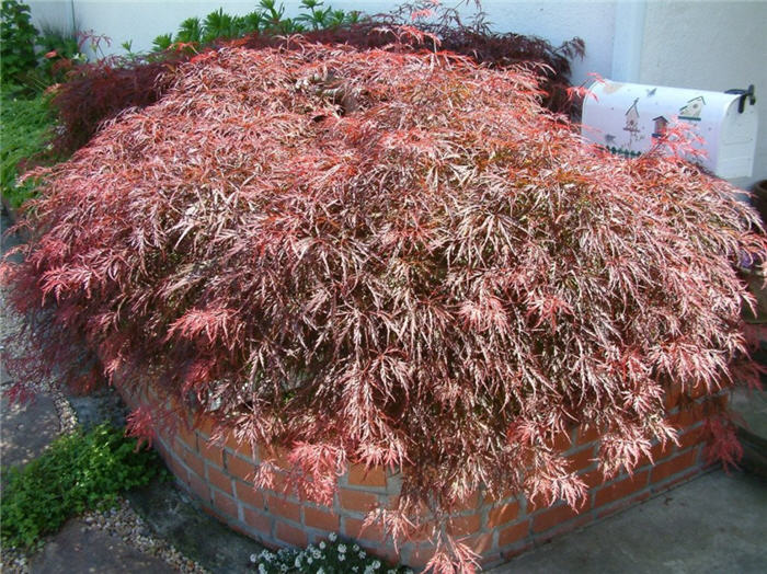 Acer palmatum 'Dissectum Ever Red'