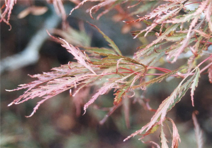 Plant photo of: Acer palmatum 'Ever Red'