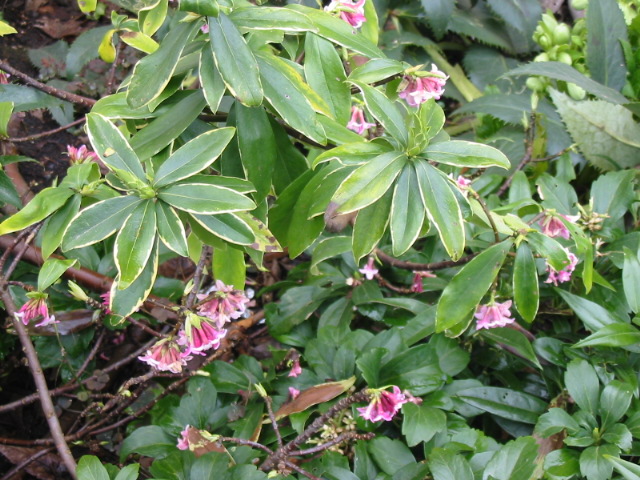 Plant photo of: Daphne odora 'Aureo-marginata'