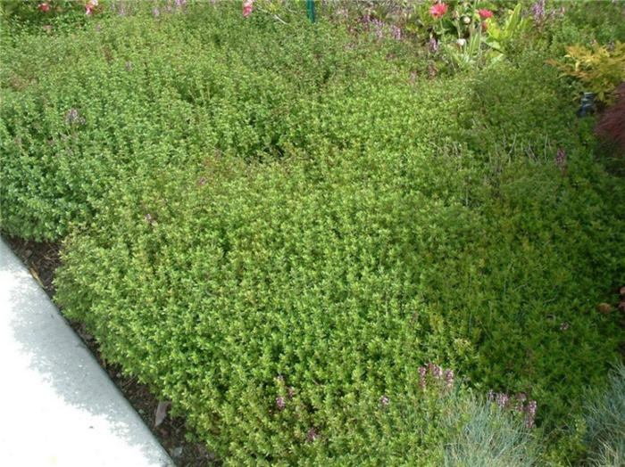 Plant photo of: Thymus praecox arcticus 'Purple Carpet'