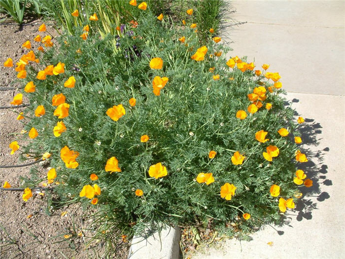 Plant photo of: Eschscholzia californica v. maritima