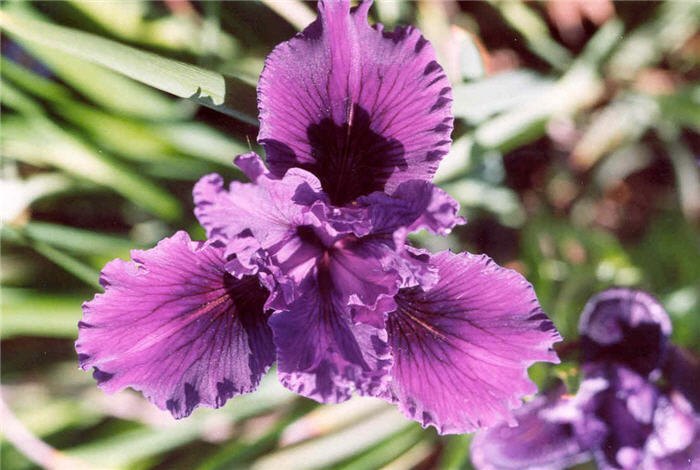 Pacific Coast Lavender Iris hybrid