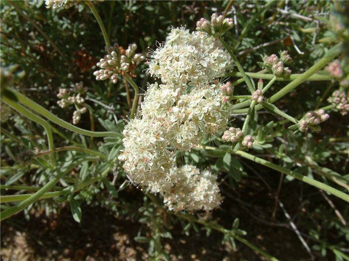Plant photo of: Eriogonum fasciculatum