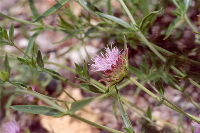Plant photo of: Monardella odoratissima