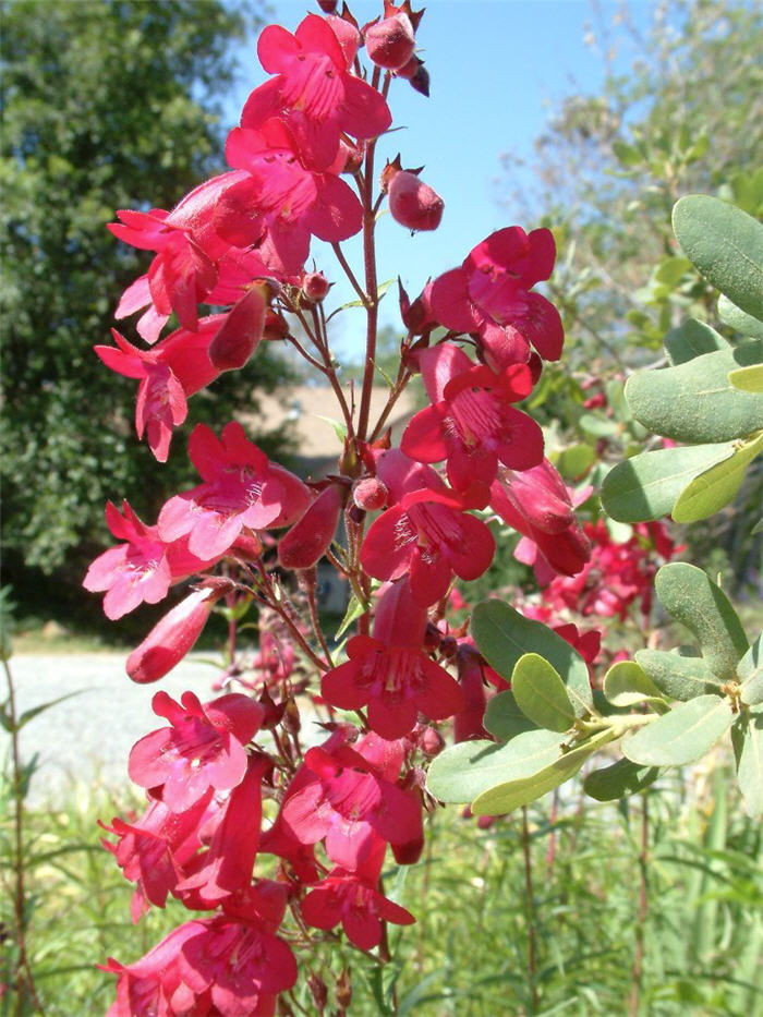 Plant photo of: Penstemon 'Ruby King'