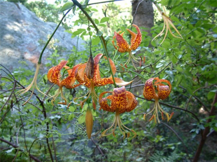 Plant photo of: Lilium humboldtii