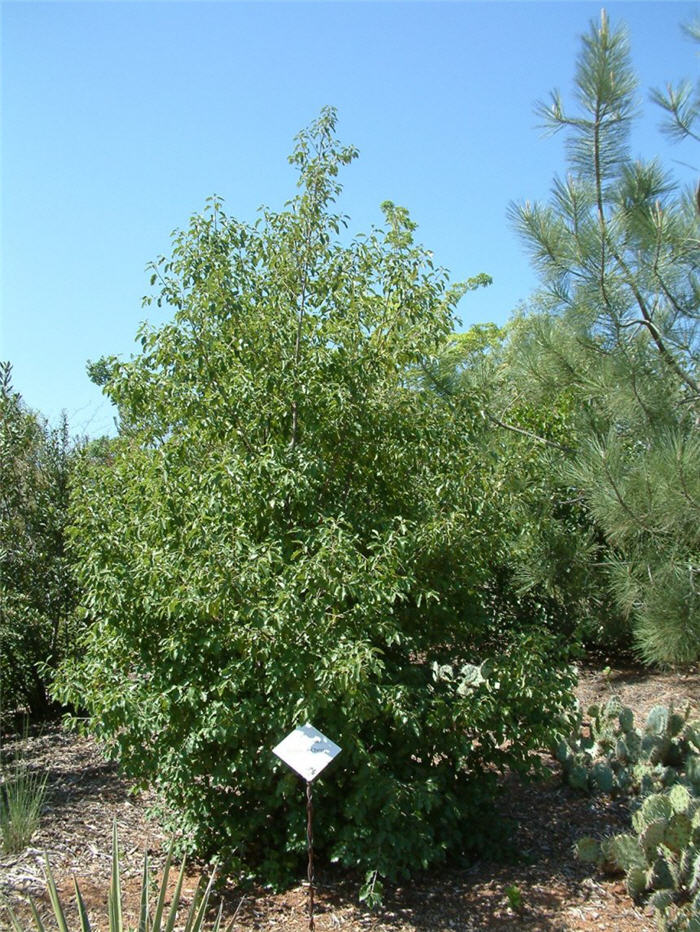 Plant photo of: Prunus ilicifolia ssp. lyonii