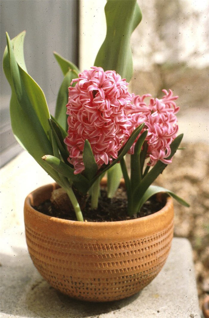 Garden or Common Hyacinth