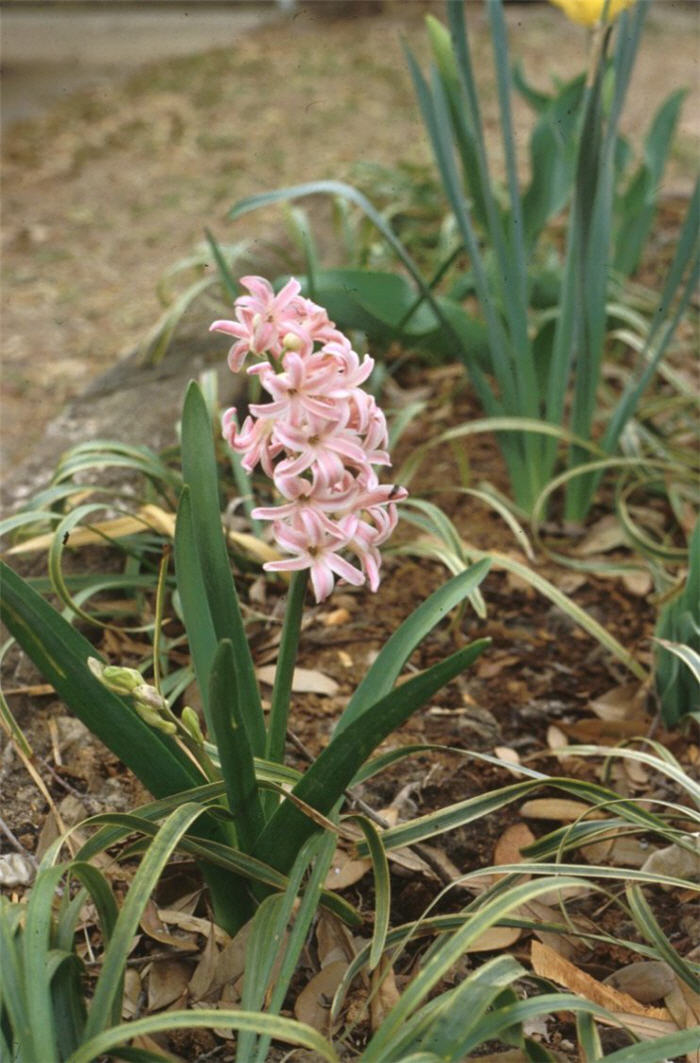 Plant photo of: Hyacinthus orientalis