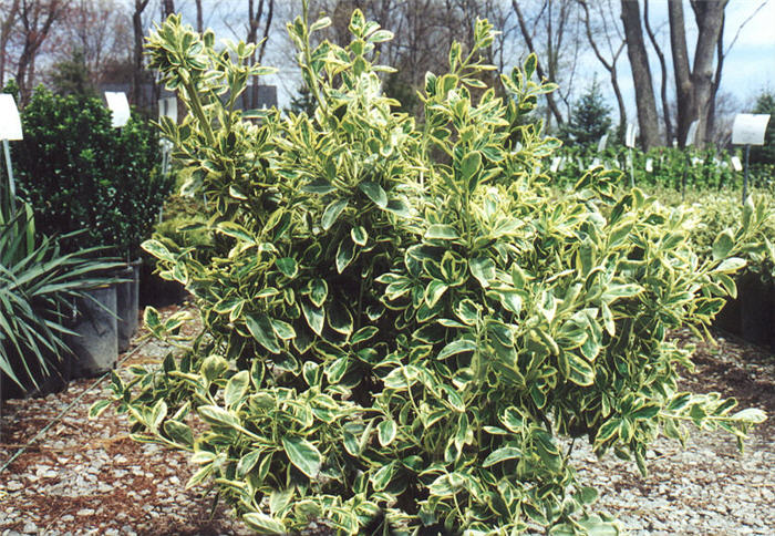Plant photo of: Euonymus japonicus 'SIlver King'