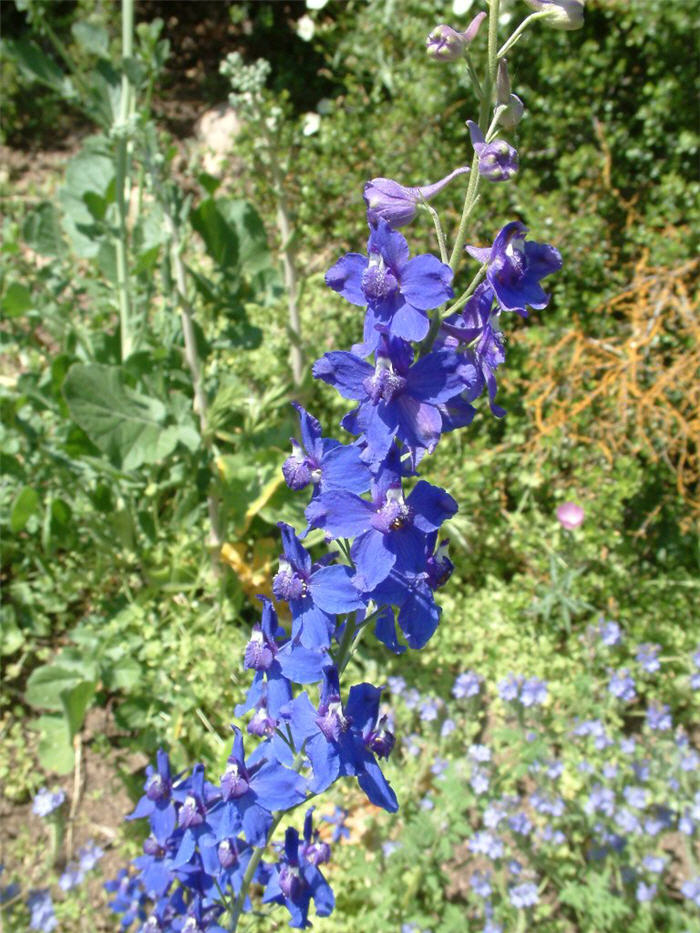 Plant photo of: Delphinium elatum 'Blue Bird'