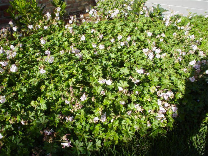 Plant photo of: Geranium x cantabrigiense 'Biokovo'