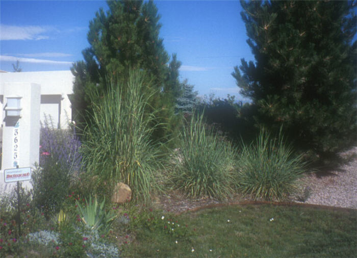 Plant photo of: Sorghastrum avenaceum