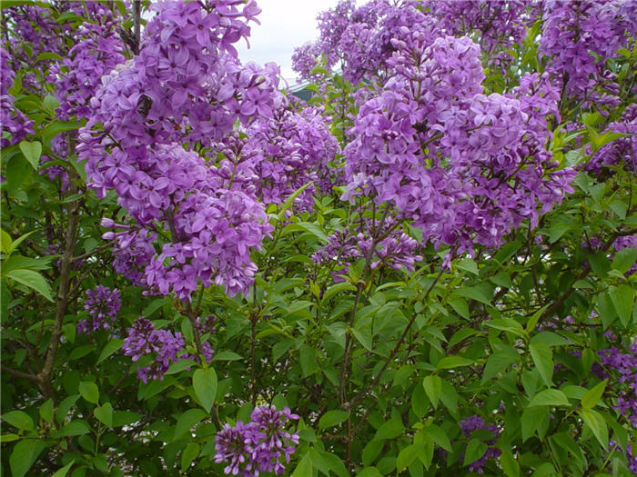 Chinese Lilac