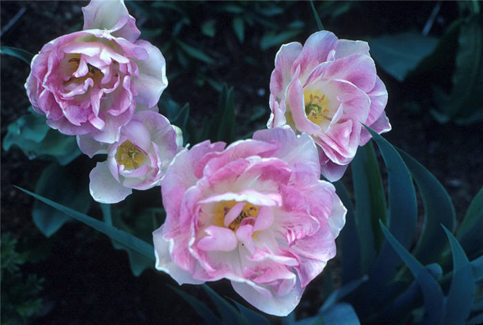 Plant photo of: Tulipa 'Angelique'