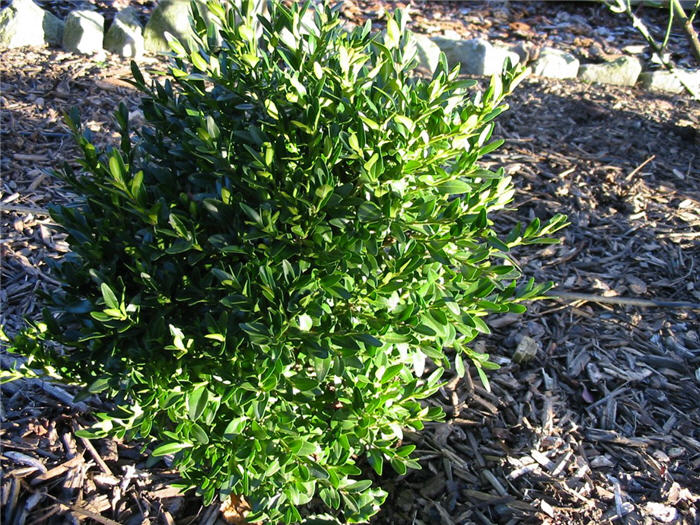 Plant photo of: Buxus microphylla 'Justin Brouwers'