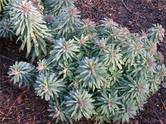 Euphorbia X martinii